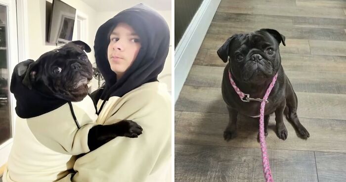 Family Accuses Vet Employee Of Secretly Taking Dog Home After They Paid To Put It To Sleep