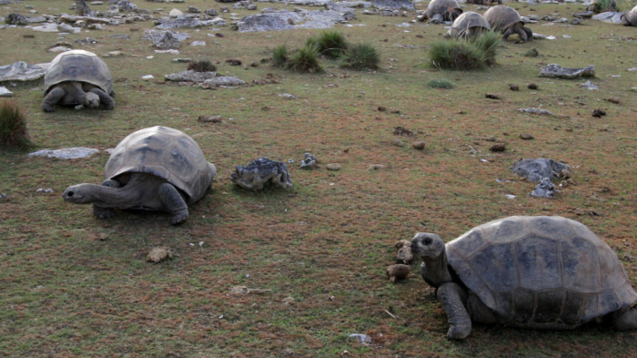 Giant Tortoises Now Outnumber The Entire Human Population Of This Nation By A Mind-Boggling Margin