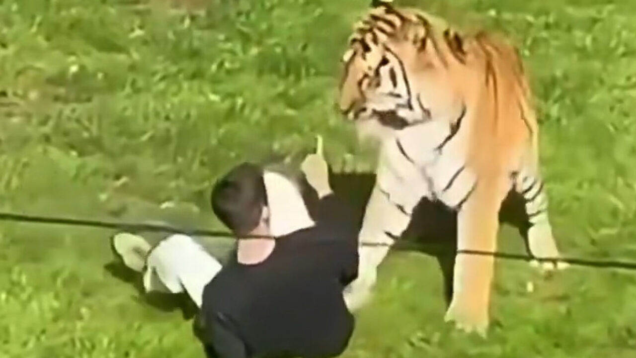 Man’s Final Moments Before Entering Tiger Enclosure Revealed As Witness Recalls Bizarre Behavior
