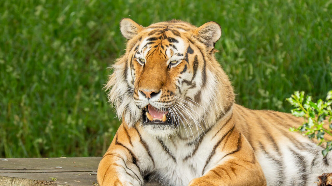 Fate Of Tiger That Mauled Man After He Entered Its Enclosure Finally Revealed