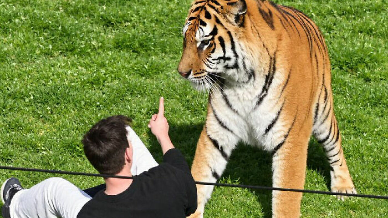 New Witness Accounts Reveal Chilling Details Surrounding Man’s Final Moments At Tiger Enclosure