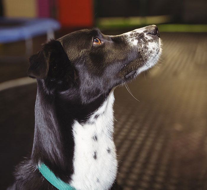 Hotel Tells Employee To Not Bring Untrained Dog To Work, She Calls Them "Satanic Reptilian Illuminati" Hotel Tells Employee To Not Bring Untrained Dog To Work, She Calls Them "Satanic Reptilian Illuminati"