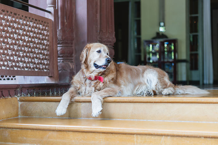 Hotel Tells Employee To Not Bring Untrained Dog To Work, She Calls Them "Satanic Reptilian Illuminati" Hotel Tells Employee To Not Bring Untrained Dog To Work, She Calls Them "Satanic Reptilian Illuminati"