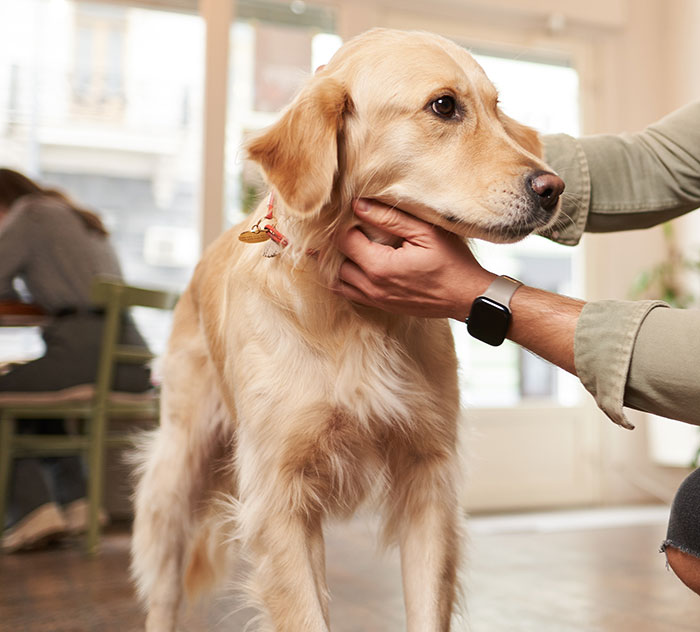 Hotel Tells Employee To Not Bring Untrained Dog To Work, She Calls Them "Satanic Reptilian Illuminati" Hotel Tells Employee To Not Bring Untrained Dog To Work, She Calls Them "Satanic Reptilian Illuminati"