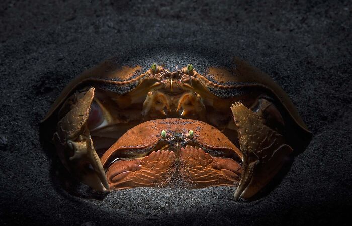 Close-up of two crabs buried in black sand, showcasing award-winning nature photography from Npoty.