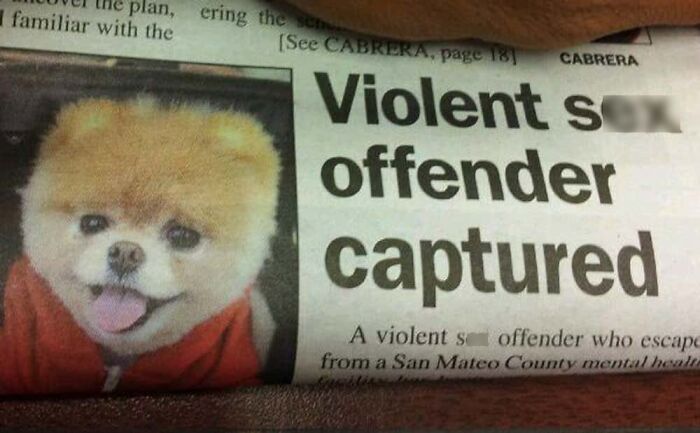 A cute fluffy dog alongside a funny news headline about a violent offender captured.