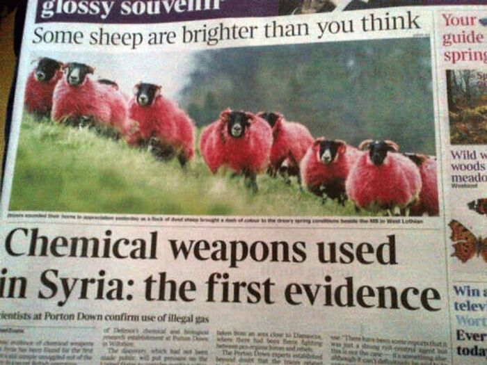 Hilarious news headlines with an unfortunate placement of sheep photo over chemical weapons title