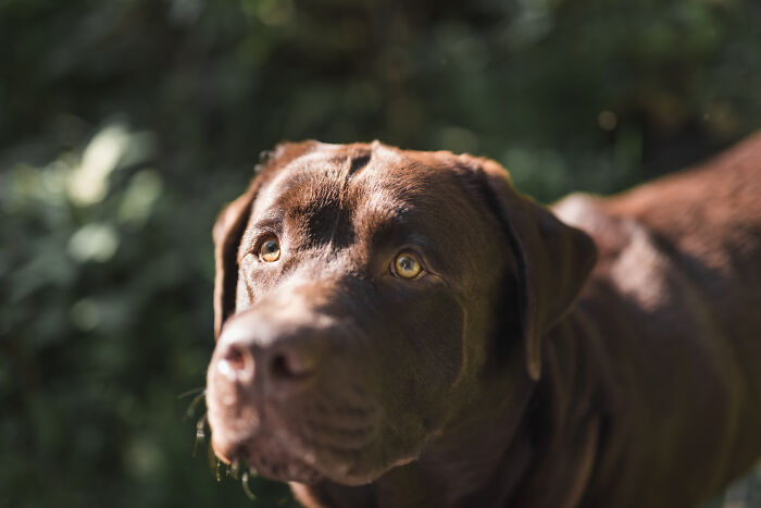 Close up of a brown chocolate labrador dog looking alert during spooky things people experienced.