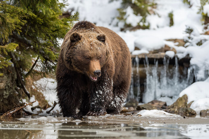 A large brown bear standing near water, depicting spooky things encountered in nature.