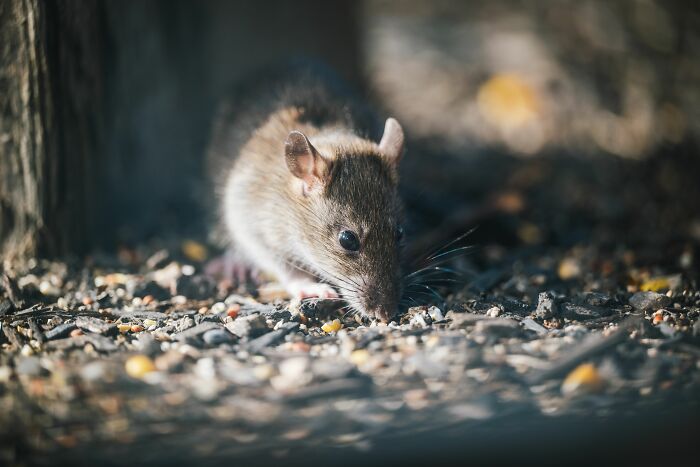 A wild rat foraging on the ground, representing scary and weird pests during the night shift.