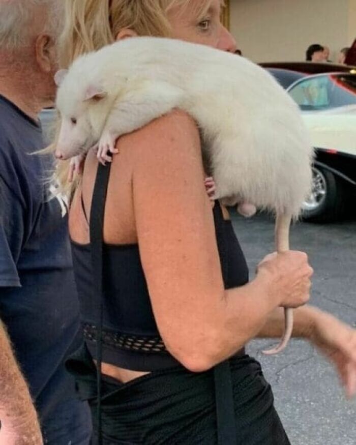 Large white rat draped over a woman's shoulder blending with her arm