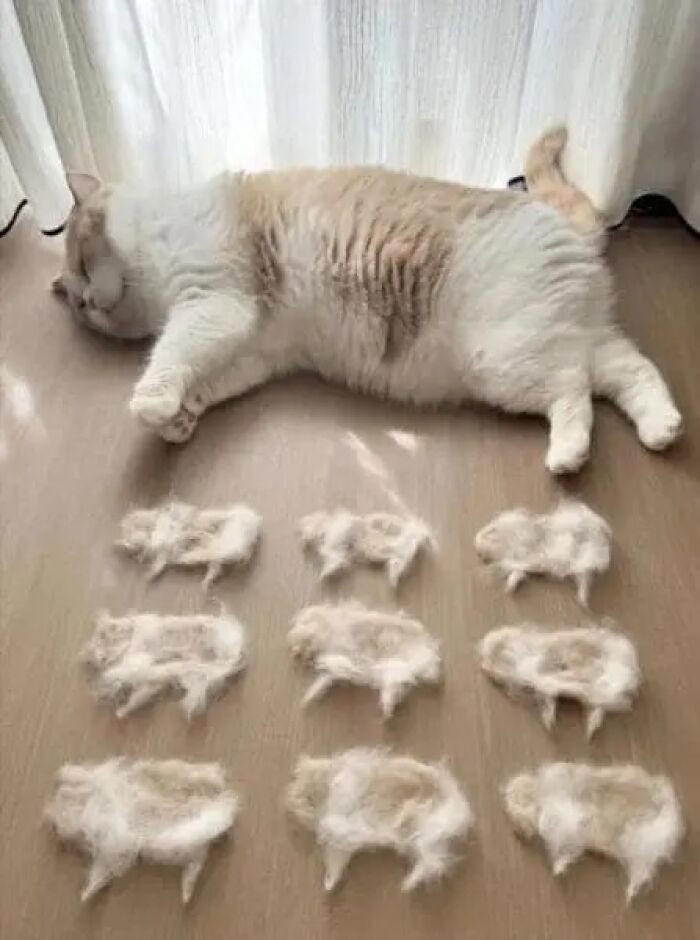 Cat lying next to small wool sculptures resembling its shape