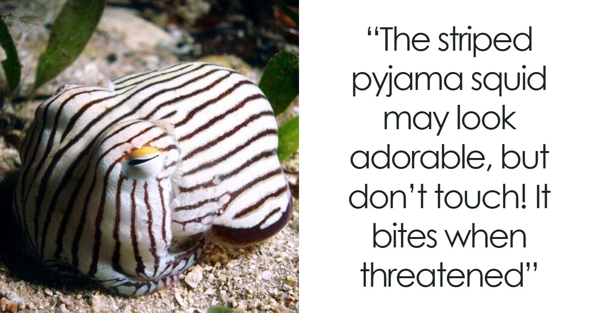 66 Lesser-Known Facts About These Fascinating Animals That Might Make You Want To Know More (New Pics)