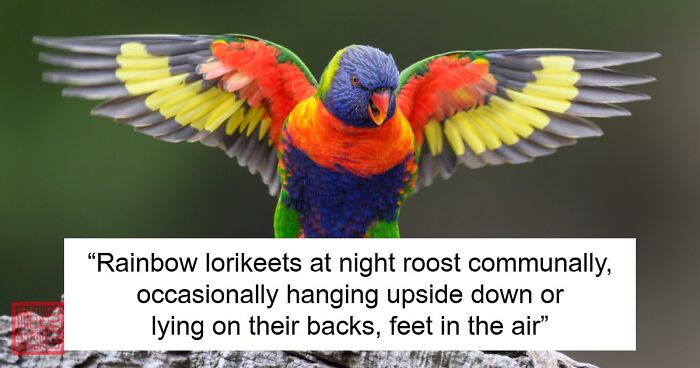66 Lesser-Known Facts About These Fascinating Animals That Might Make You Want To Know More (New Pics)