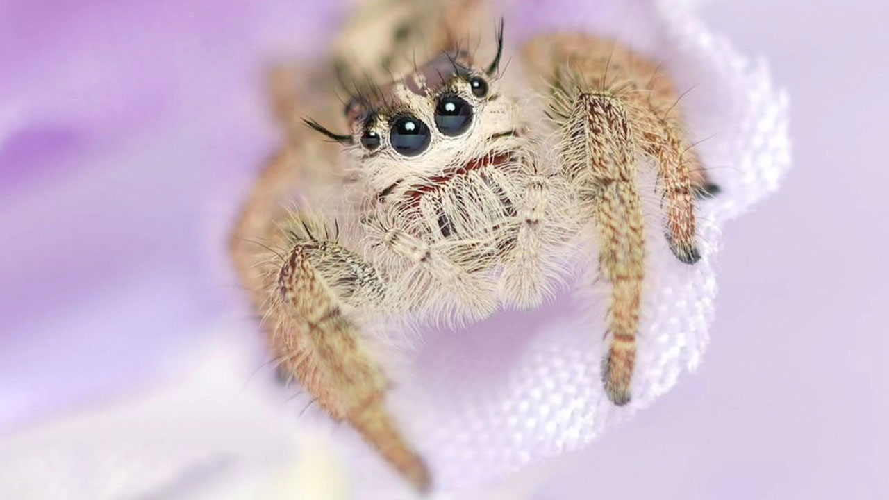 These Adorable Jumping Spider Behaviors Might Completely Change How You See Spiders