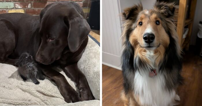 82 Wholesome Animal Pics That Might Be The Nicest Thing You See Today