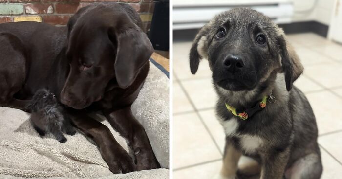 82 Adorable Animal Moments That Are Almost Too Sweet To Handle