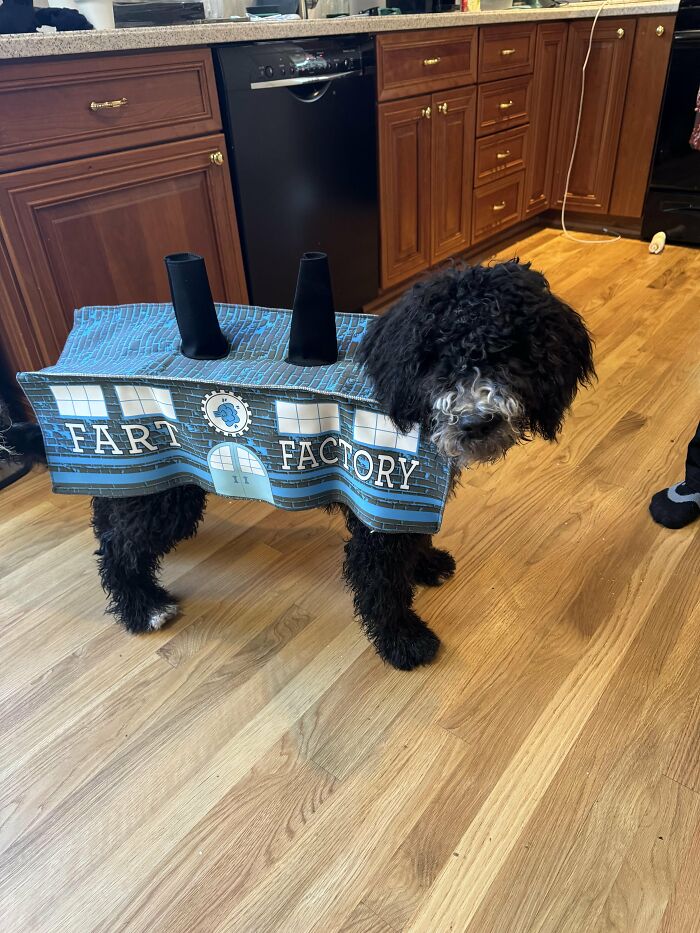 A black dog wearing a funny Fart Factory pet Halloween costume standing indoors.