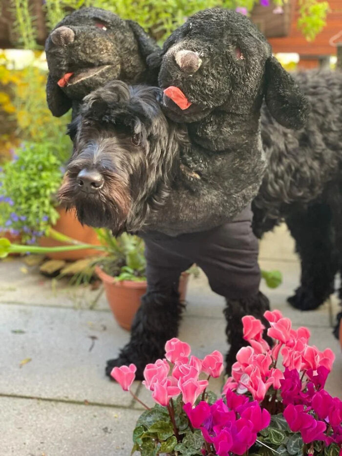 A black dog wearing a three-headed Cerberus pet Halloween costume outdoors near flowers