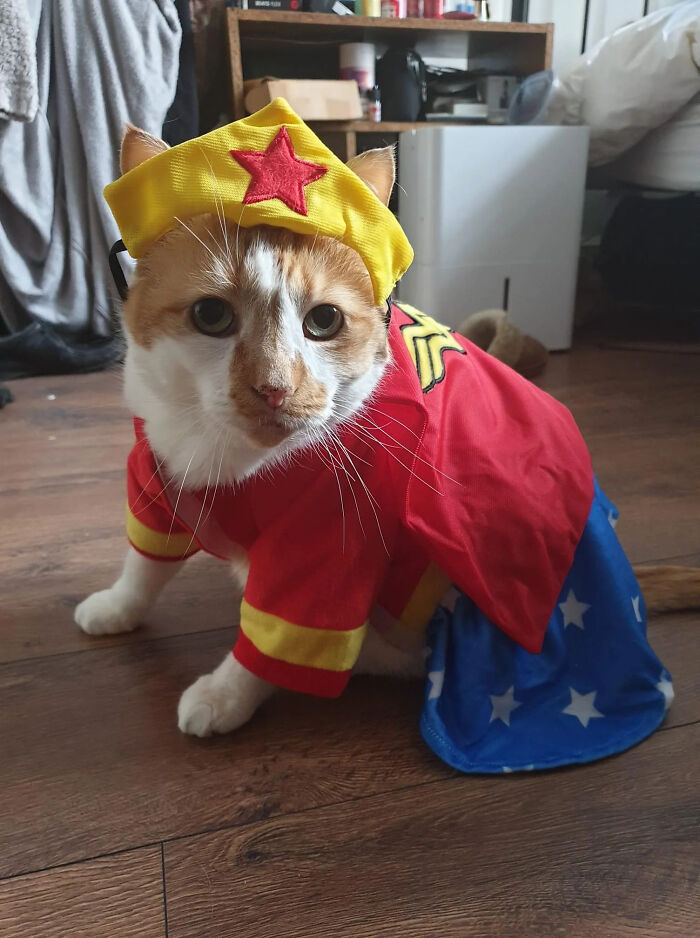 A orange and white cat wearing a Wonder Woman pet Halloween costume with a tiara and cape