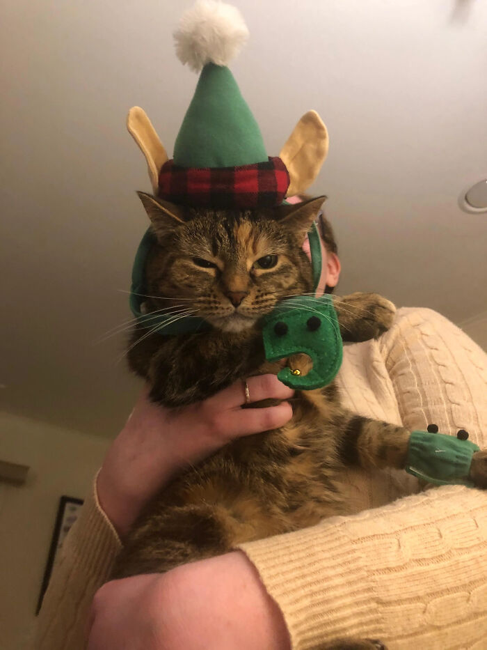 A tabby cat looking unamused while wearing a green elf hat as a pet Halloween costume