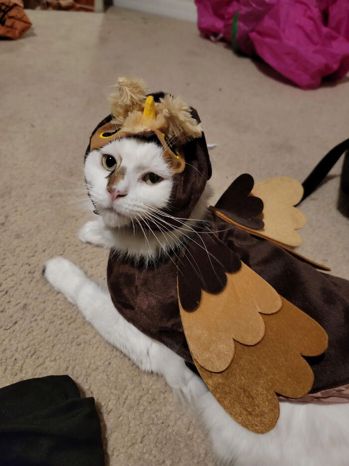 White cat dressed up in an owl pet Halloween costume with felt wings
