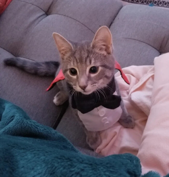 Tabby cat wearing a vampire suit as a creative pet Halloween costume