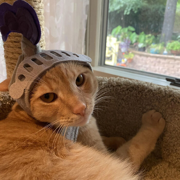 An orange tabby cat dressed in a grey knight helmet for a creative pet Halloween costume