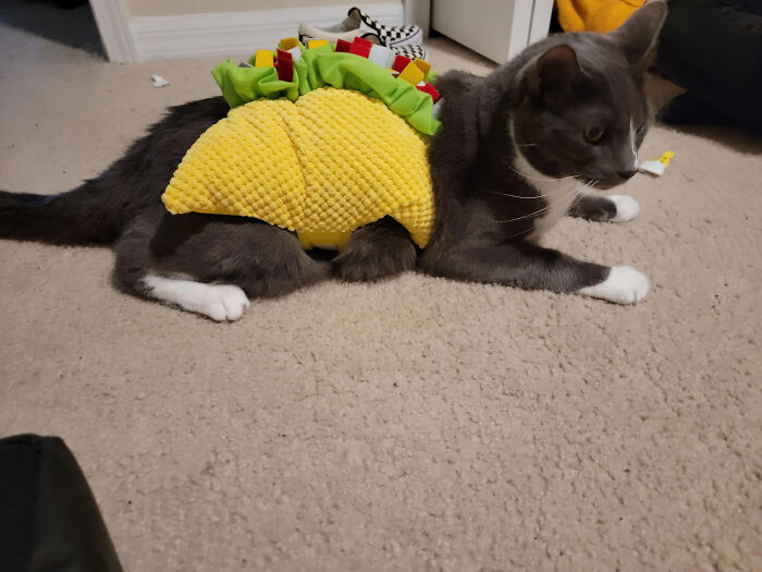 Grey and white cat lying down in a taco pet Halloween costume
