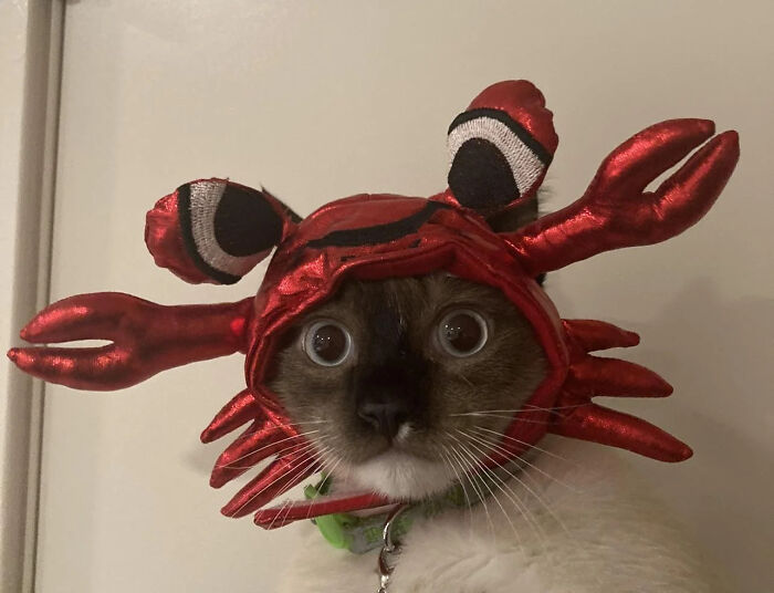 Siamese cat wearing a red crab pet Halloween costume hat with wide eyes