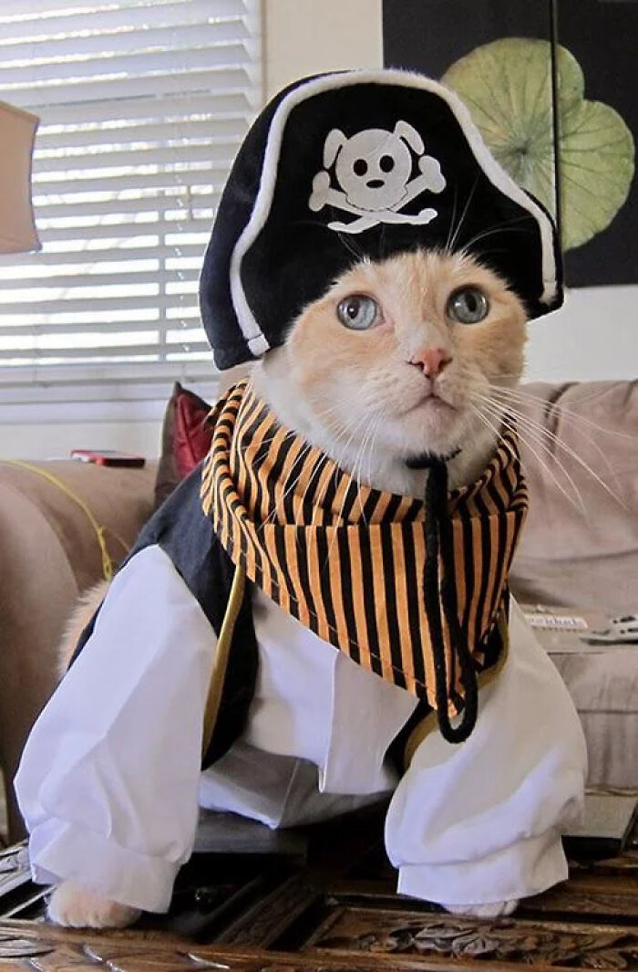 Cute cat dressed in a pirate pet Halloween costume with a hat and bandana