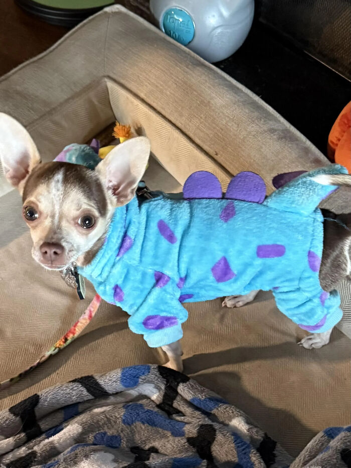 Small Chihuahua dressed in a blue and purple monster onesie as a pet Halloween costume