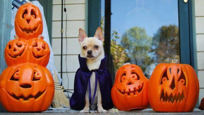 Chihuahua in a vampire cape sitting next to carved pumpkins for a pet Halloween costume