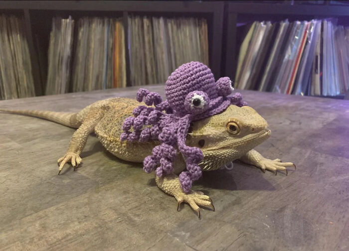 Bearded dragon wearing a purple crocheted octopus hat for a pet Halloween costume