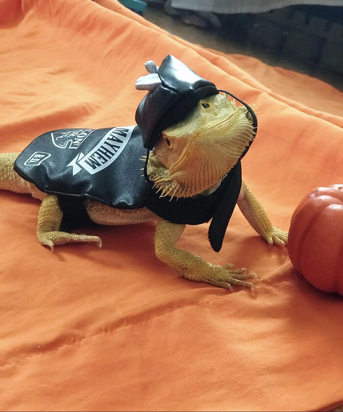 Bearded dragon wearing a biker leather jacket and cap as a pet Halloween costume