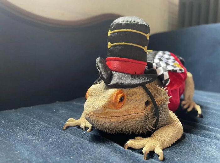 Bearded dragon wearing a ringmaster top hat and outfit for a pet Halloween costume