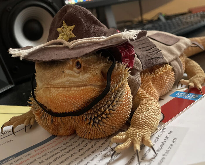 A bearded dragon dressed in a cowboy hat and vest as part of creative pet Halloween costumes.