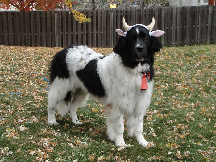 A fluffy black and white dog dressed as a cow with horns in a yard, showcasing pet Halloween costumes.