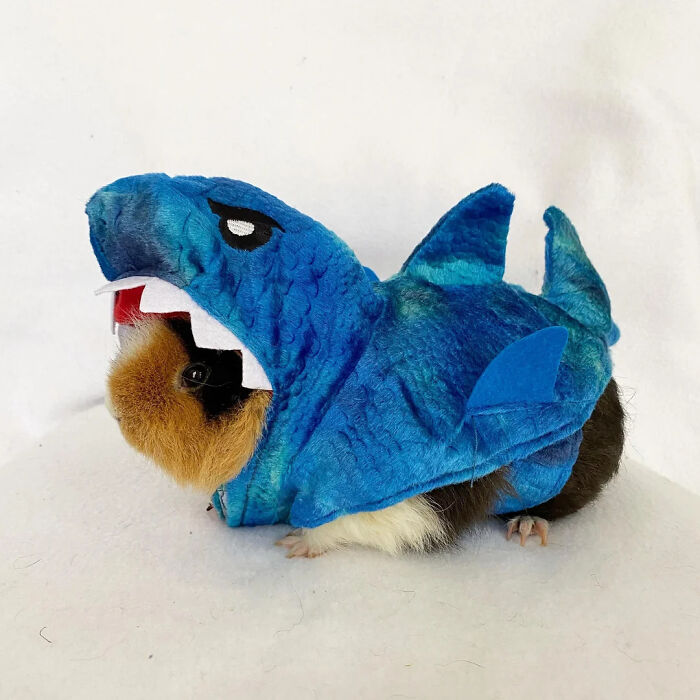 A guinea pig dressed in a blue shark outfit as one of the cutest pet Halloween costumes.