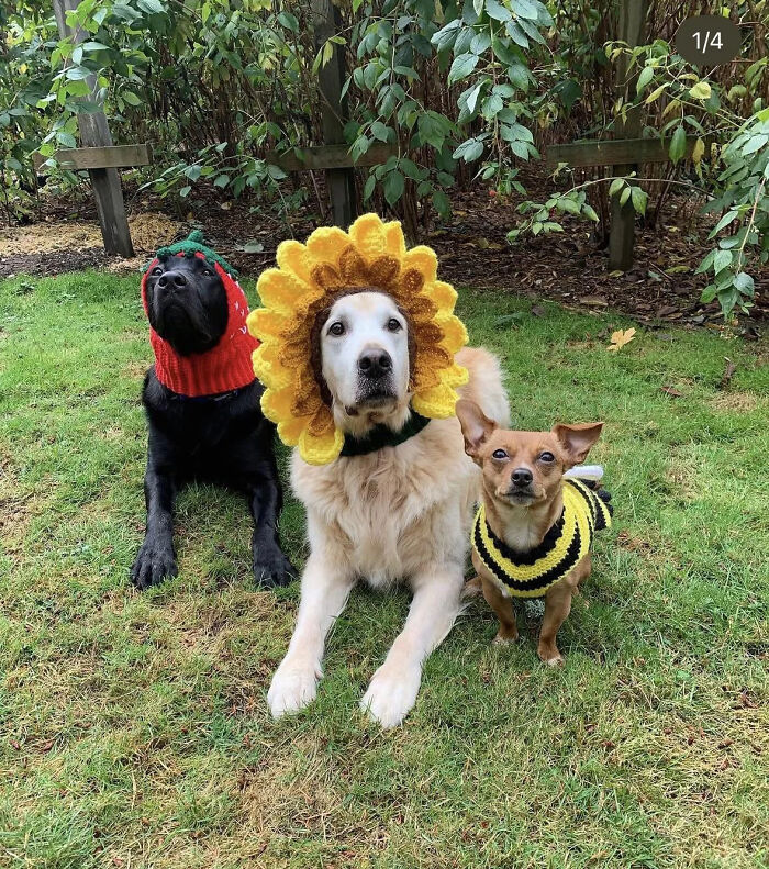 Three dogs wearing flower, strawberry, and bee headpieces for creative pet Halloween costumes.