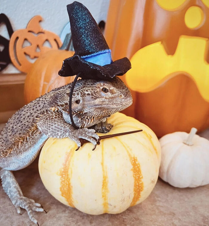 A bearded dragon wearing a witch hat and resting on a pumpkin, representing pet Halloween costumes.