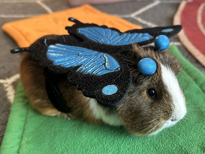 A guinea pig dressed in a butterfly outfit as part of creative pet Halloween costumes.