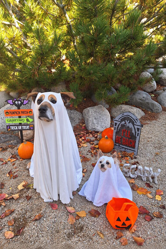 Two dogs wearing white sheet ghost outfits surrounded by pumpkins for a pet Halloween costume idea.