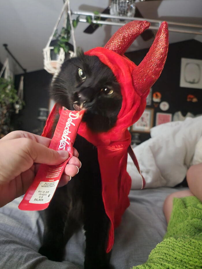 A black cat wearing a red devil hooded cape while eating a treat for a pet Halloween costume.