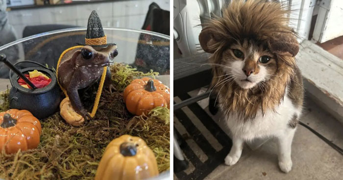 70 Of The Cutest And Most Creative Pet Halloween Costumes