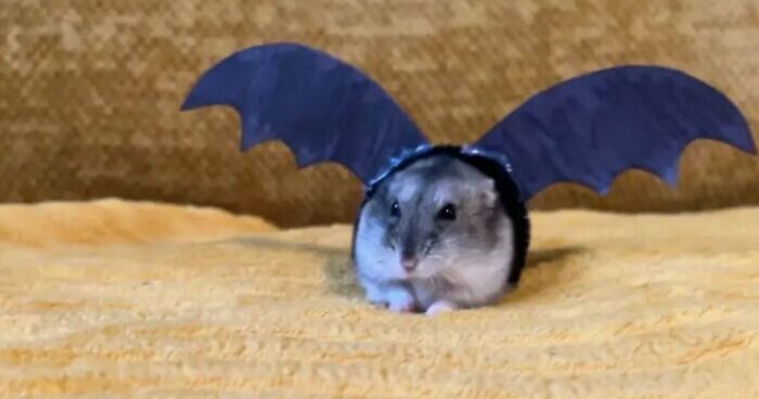 70 Of The Cutest And Most Creative Pet Halloween Costumes