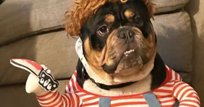 70 Of The Cutest And Most Creative Pet Halloween Costumes