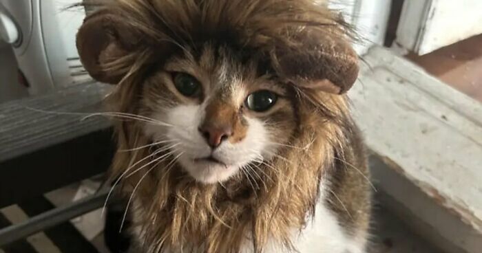 70 Of The Cutest And Most Creative Pet Halloween Costumes