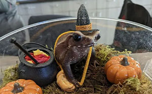 70 Of The Cutest And Most Creative Pet Halloween Costumes