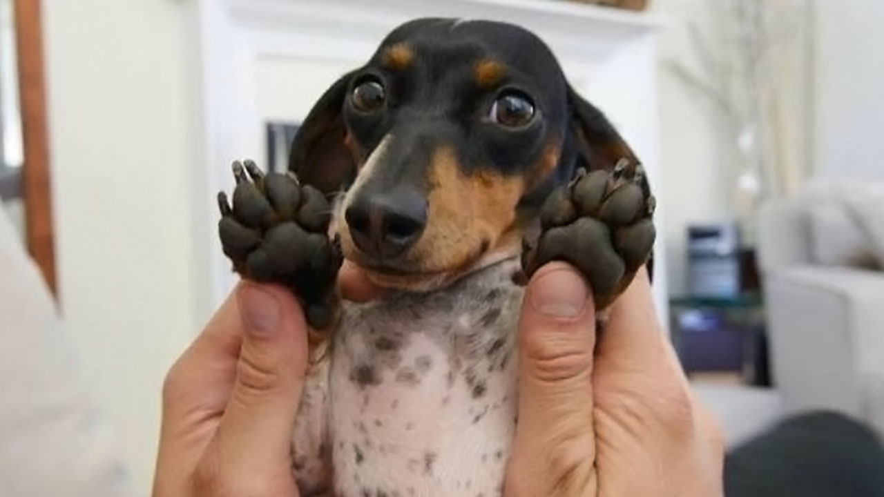 24 Adorable Puppy Pics Shared By This Page That Might Be Exactly What You Need To Brighten Your Day